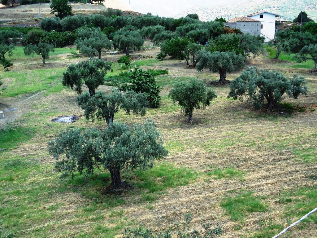 לינה וארוחת בוקר קלטביאנו Ciuscia מראה חיצוני תמונה